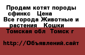 Продам котят породы сфинкс › Цена ­ 4 000 - Все города Животные и растения » Кошки   . Томская обл.,Томск г.